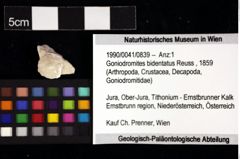 Foto (Objket + Etiketten) von Goniodromites bidentatus (Reuss, 1859) 